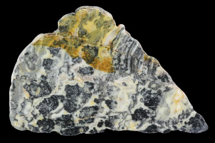 Proterozoic Age Columnar Stromatolite (Asperia) Slab - Australia #96287